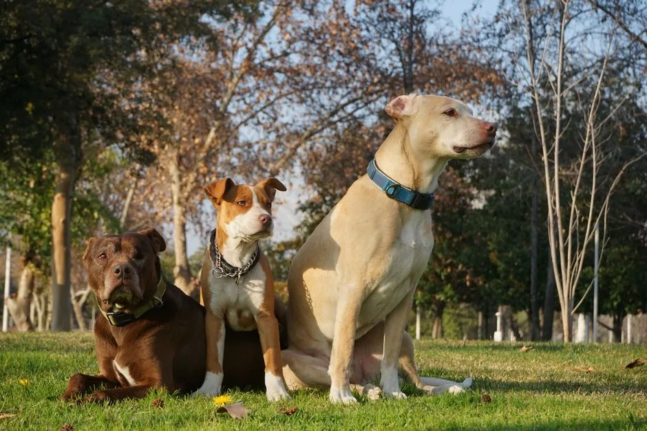 Mixed-breed dog sitting calmly, representing dogs often affected by breed restrictions