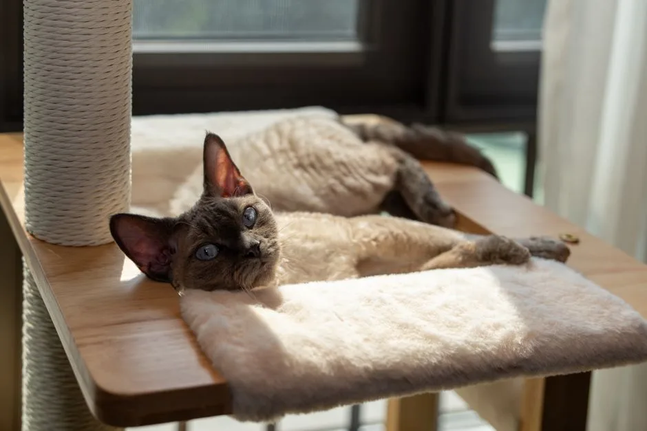 Cat-friendly apartment setup with scratching post and cozy window bed