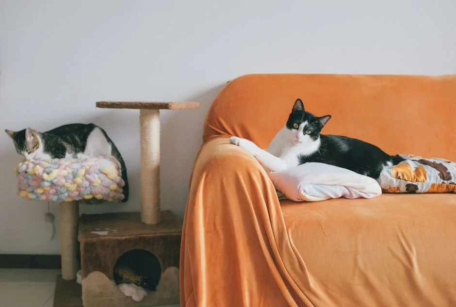 Cat in a rental apartment with protective furniture covers