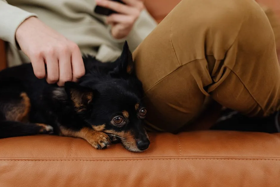 Emotional support dog providing comfort to person sitting on couch at home