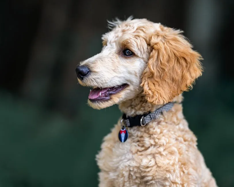 Pet resume document for rental application