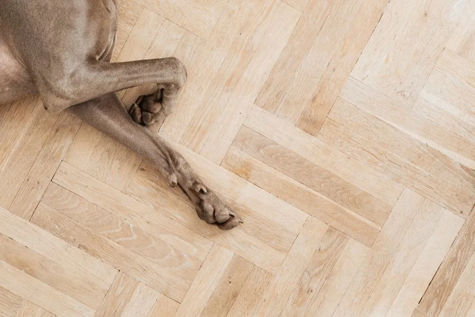 Area rug protecting rental hardwood floor with a dog sitting on it