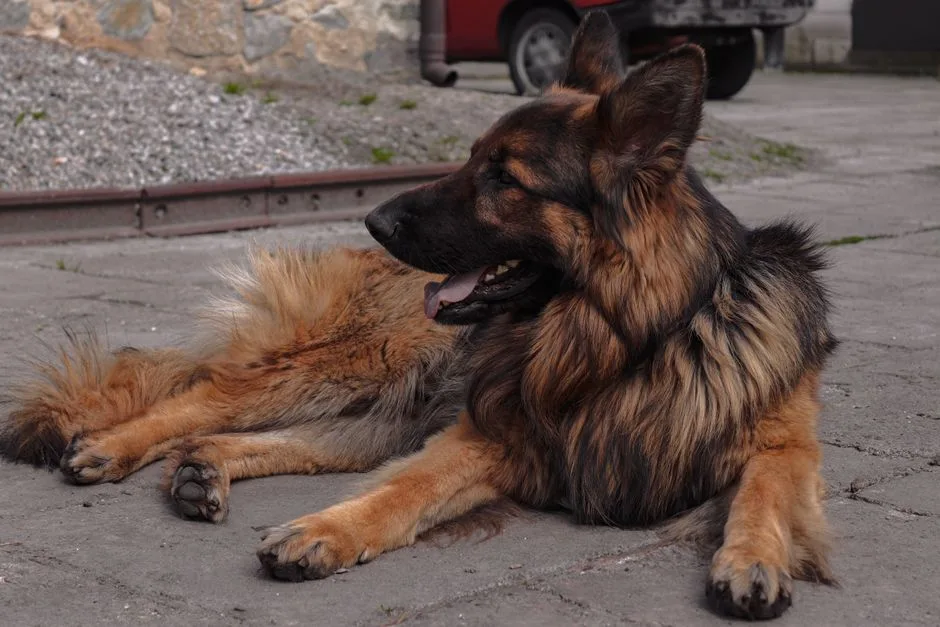 Large German Shepherd dog sitting calmly in a well-maintained apartment