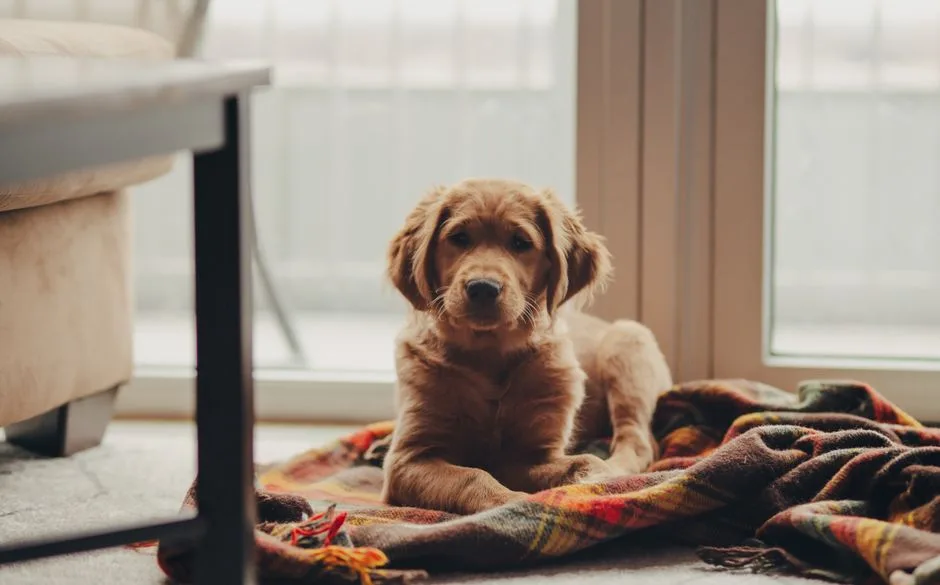 A golden retriever relaxing on a pet-friendly rug in a well-maintained apartment living room