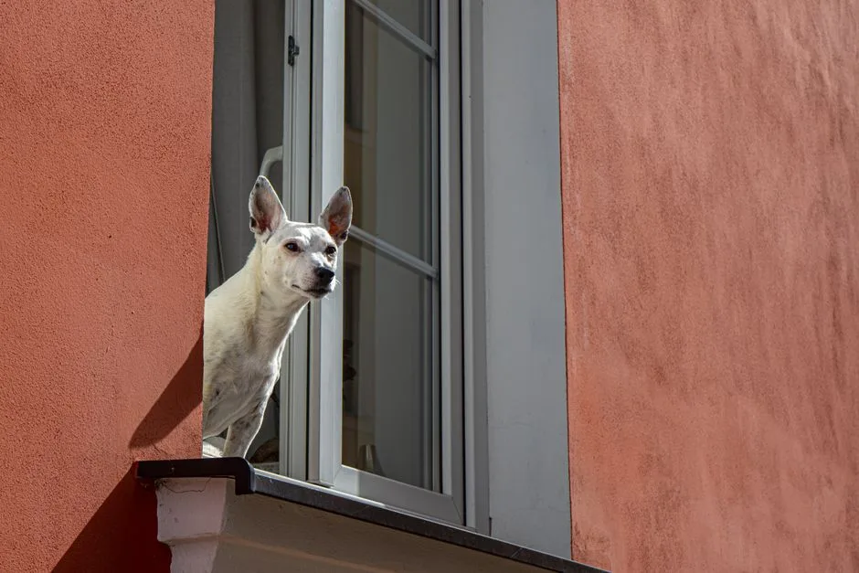 Dog enjoying city life from an apartment window ledge, watching the street below