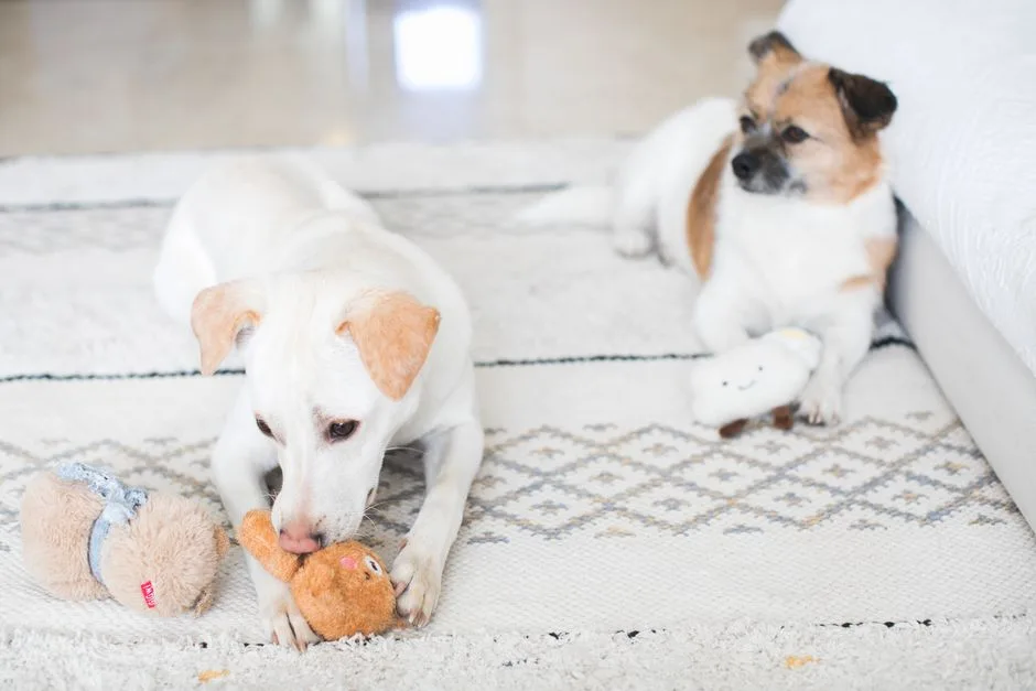 Dog happy in a small but well-organized apartment